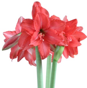 重瓣朱顶红芭蕾舞女南非进口小规格种球多年生球根花卉秋冬季新货