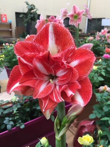 盆栽种好带根带叶 摇滚乐重瓣朱顶红 南非进口种球多年生球根花卉