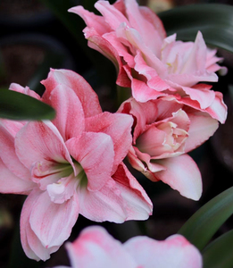 花后球降价重瓣朱顶红粉色荣耀荷兰进口种球多年生球根花卉易复花