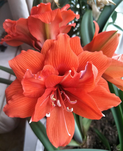 花后球降价清仓 重瓣朱顶红丁克 荷兰进口种球多年生球根花卉