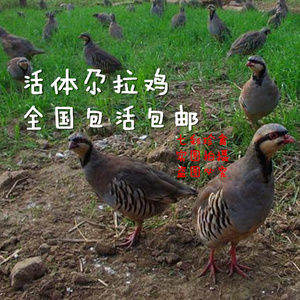 繁殖鸟活体鸡尕拉鸡 小飞龙 朵拉鸡 宠物鸡 观赏鸡 包活包邮