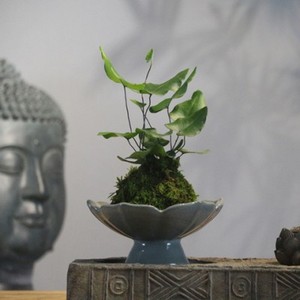 心愿蕨凤尾蕨绿云蕨盆栽绿植苔藓球水培蕨类微景观盆栽室内植物