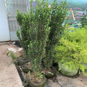 直立冬青步步高升庭院花园造景花境植物四季常青朝天笔绿篱笆