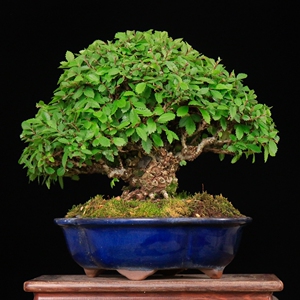 蔓青苑 榆榉日本进口盆景 中小品绿植盆景 阳台庭院盆栽