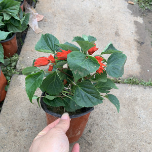 一串红盆栽成品串串红花苗带花发货庭院地栽阳台绿化工程花卉露天