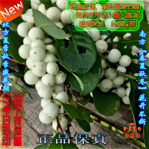 景莲园〕野生食用观赏白饭树苗果苗盆栽鱼眼木鹊饭树白倍子树苗