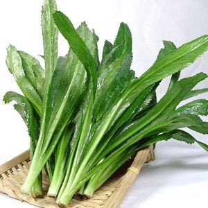 云南特产缅甸香菜刺大芫荽新鲜野菜蔬菜泰国香料傣味撒撇凉拌佐料