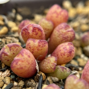 肉锥 12头路易斯编号红边小猪蹄多头群生多肉植物一物一拍49