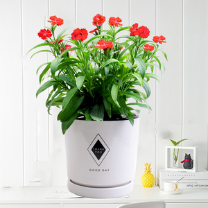 石竹花盆栽室外阳台庭院年宵花卉开花不断净化空气吸甲醛耐寒植物