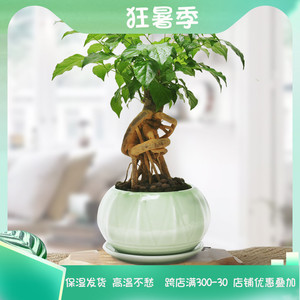 提根幸福树盆栽室内办公观叶绿植四季常青净化空气吸甲醛桌面盆景