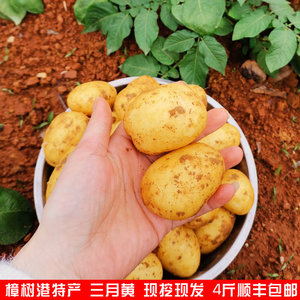 正宗樟树港三月黄 湖南湘阴特产 土洋芋 农家自种现挖小土豆 辣椒