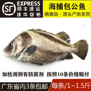 野生新鲜海鱼包公鱼海鲜水产鲜活海捕石斑鱼当天现捞活鱼1条1~2斤