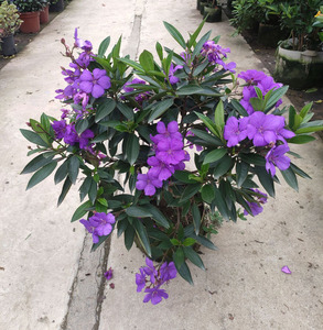 阳台庭院花卉紫色大花巴西野牡丹花苗盆栽大叶四季开花多年生带花
