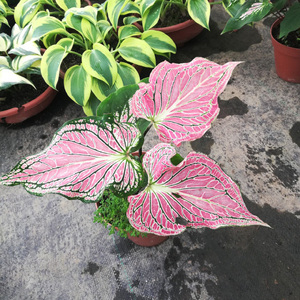 稀有花叶海芋彩叶竽盆栽喜阴可水培植物室内客厅观叶绿植茶几包邮