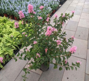 粉红多花山壳骨花盆栽花苗木本多年生耐热花期长华南地区全年开花