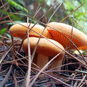 湖南野生蘑菇枞菌