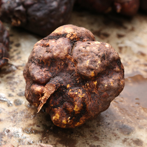 云南深山里的新鲜何首乌生首乌【新鲜大首乌】1斤价格