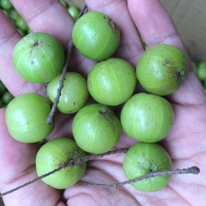 云南哀牢山深山[野生橄榄]滇橄榄油甘果余甘子2斤正在采摘发货