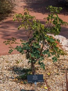 普米凤凰木delonix pumila非洲块根植物