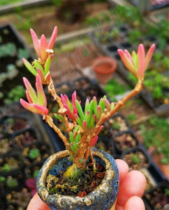 盈盈花卉 多肉植物 冰花 番杏块根 冬春果冻色 种子自播苗好养