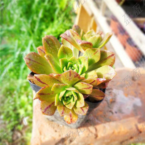 盈盈花卉 多肉植物 绿茶法师 伊达法师 单头或多头 4.18实拍