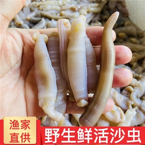 艾秀宸品 东山岛海鲜 沙虫鲜活 野生新鲜 厦门土笋冻冷冻食用水产