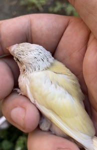 七彩文鸟绿背金背半毛  手养鸟  雏鸟 宠物鸟
