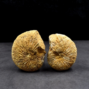 马达加斯加菊石原石叶菊石化石摆件地质科普教学标本收藏