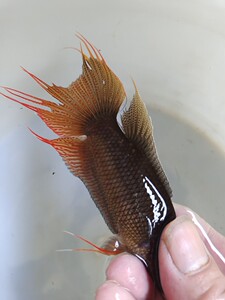 观赏鱼冷水鱼海南钦州东兴越南黑叉斗鱼国斗中国斗鱼