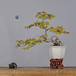 薰风家 日本原盆 优雅临水 趣味提根 鹅耳枥/岩四手 中品盆景盆栽