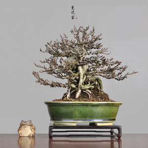 日本盆景 展级 红花一号性 长寿梅 小品盆栽 茶台可赏