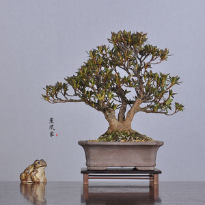 日本原盆 一本多杆皋月杜鹃珍山 一手托精致小品盆景盆栽