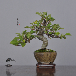 日本原盆 优秀花果类 姬苹果 姬美好 中小品盆景盆栽合辑