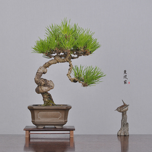 日本原盆 文人造型 三河黑松 松树 小品盆景盆栽