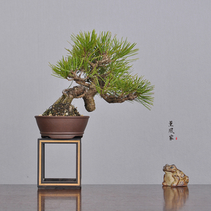 日本原盆 苍老爆皮 清秀临水造型 小岱赤松 松树小品盆景