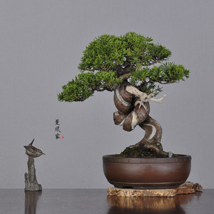 日本盆景 扭转丰富舍利点缀 宫阪系鱼川真柏 小品盆景盆