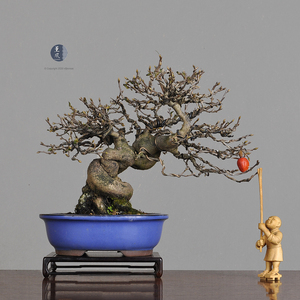 小品盆景老鸦柿