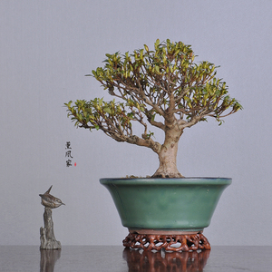 日本原盆 大树型 皋月杜鹃 晃山 小品盆景盆栽 淡雅粉花