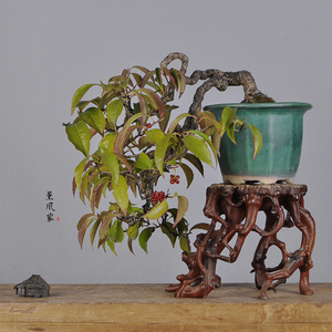 日本原盆 悬崖 美男葛 五味子 稀有花果类 中品盆景盆栽