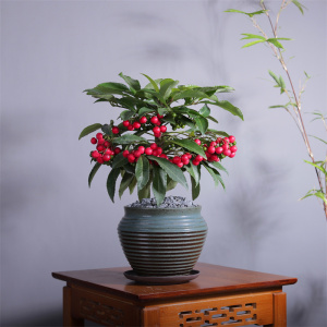 富贵籽盆栽带果乔迁庭院观果盆景室内客厅常青绿植阳台新年宵植物