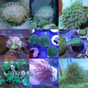 皮革珊瑚 瓦努阿图 两绿日皮 两绿非皮 澳洲魔掌 日本圣诞树