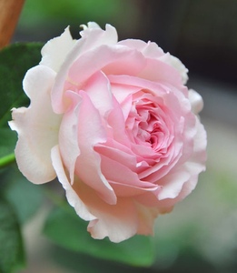 传琦花园 伊芙4号/四度芳香 月季