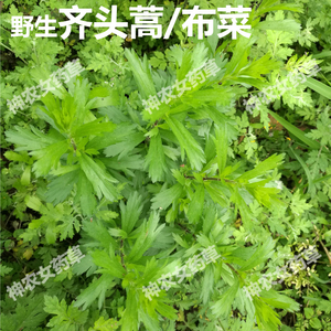 2017野生布菜牡蒿新鲜齐头蒿野塘蒿土柴胡猴掌草流尿蒿油蒿马莲蒿
