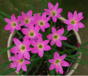 小花风雨兰-小桃红zephyranthes rosea25球
