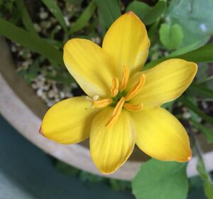 midas touch-炼金术(有香味)