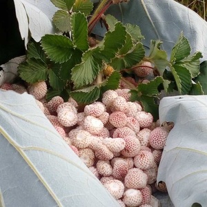 20苗白草莓苗野生白泡儿地泡菠萝蜜高山森林食用带土带盆栽好花园