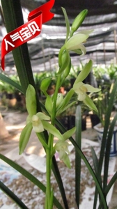 四季兰建兰铁骨素银针素金边细叶兰花夏带素心花苞绿植盆栽包邮