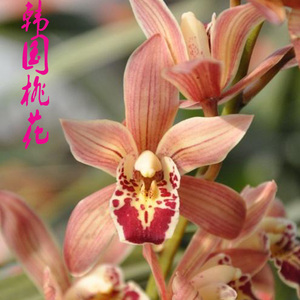 杂交兰韩国桃花日本香兰红宝石绿翡翠白雪公主兰花苗春节花苞包邮