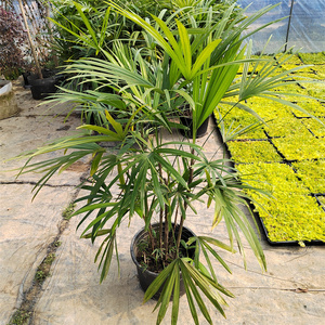 细叶棕竹小叶棕竹耐热耐寒四季常青绿植净化空气盆栽