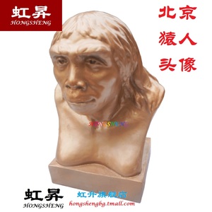 北京猿人头像 周口店女性人类进化复原 中国古代历史教学模型仪器